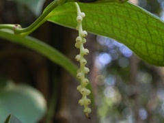 Piper dravidii