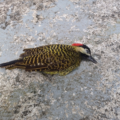 Green-barred Woodpecker