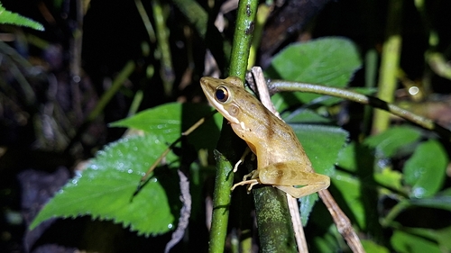 Chalcorana chalconota observed 2026-10-18