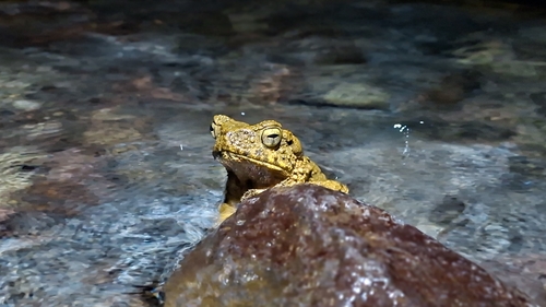 Phrynoidis asper observed 2026-10-17