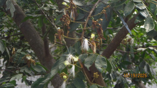 Inga edulis observed 2026-10-18