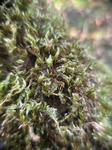 Homalothecium sericeum observed 2026-10-20