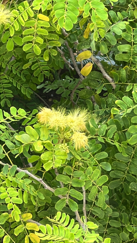 Albizia lebbeck observed 2026-10-20