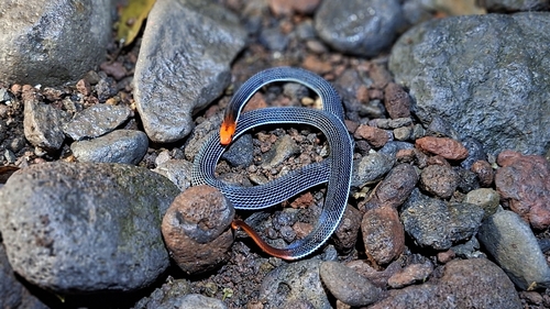 Calliophis bivirgatus observed 2026-10-17