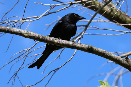 iNaturalist image