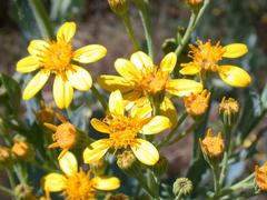 Senecio magnificus