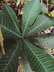 Ardisia gigantifolia