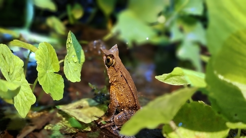 Megophrys montana observed 2026-10-17