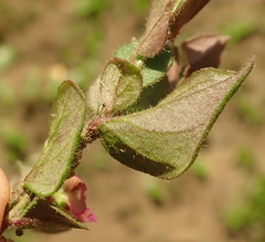 Polygala hispida