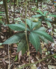 Ardisia gigantifolia