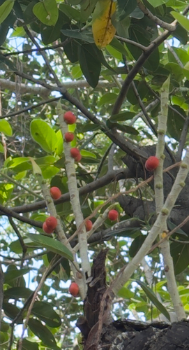 Ficus benghalensis observed 2026-10-20