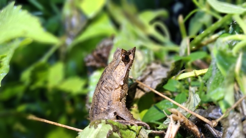 Megophrys montana observed 2026-10-17