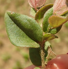 Polygala hispida