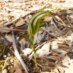 Pterostylis ampliata