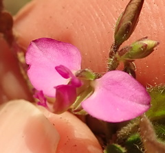 Polygala hispida