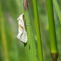 Cochylimorpha straminea