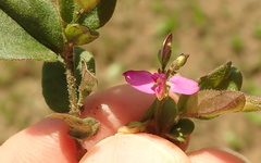 Polygala hispida