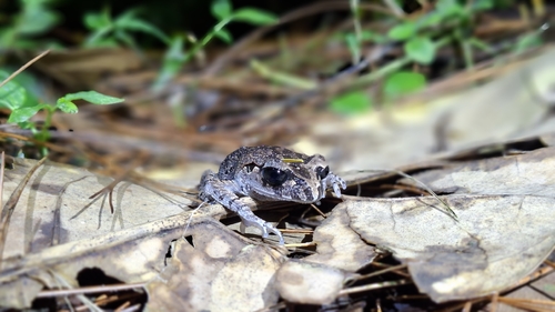 Leptobrachium hasseltii observed 2026-10-17