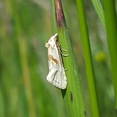 Cochylimorpha straminea