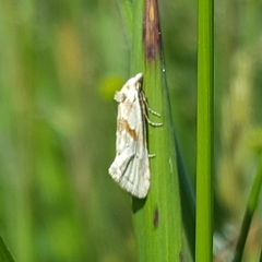 Cochylimorpha straminea