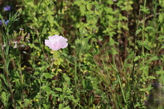 Malva hispanica
