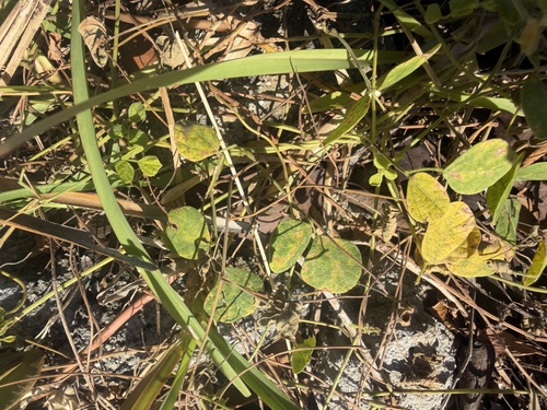 Rhynchosia minima observed 2026-10-20