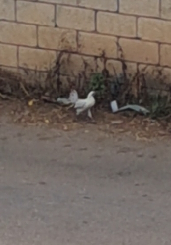 Domestic Chicken