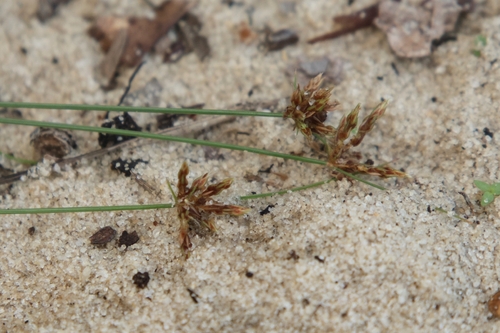 Bulbostylis barbata observed 2026-10-19