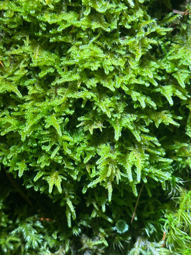 Stereodon subimponens observed 2026-10-19