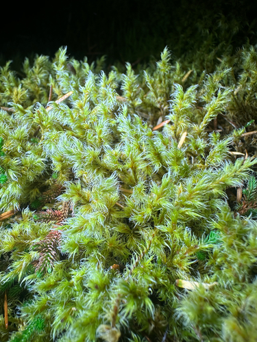 Racomitrium lanuginosum observed 2026-10-19