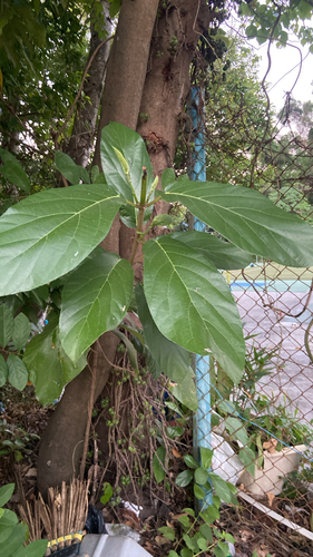 Ficus hispida observed 2026-10-20