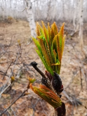 Sorbus sambucifolia