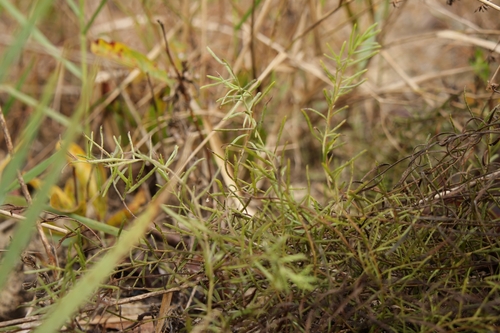 Krameria secundiflora, 2026-10-19