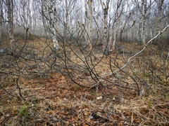 Sorbus sambucifolia