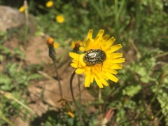 Oxythyrea funesta