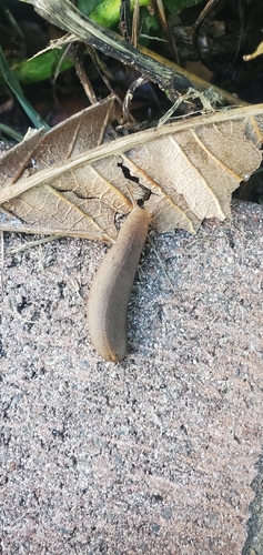 Veronicella cubensis observed 2026-10-15