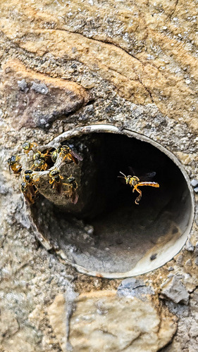 Narrow Stingless Bee