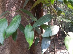 Piper dravidii