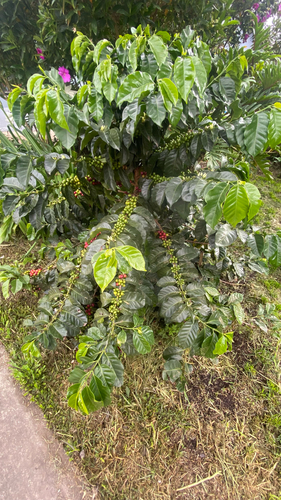 Coffea arabica observed 2026-10-20