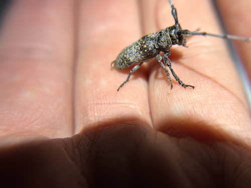 Mesquite Girdler