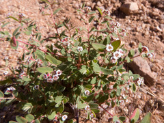 Euphorbia capitellata