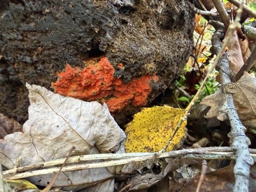 Phlebia coccineofulva, 2026-10-18