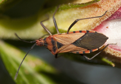 Aulacosternum nigrorubrum
