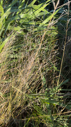 Sporobolus heterolepis, 2026-10-20