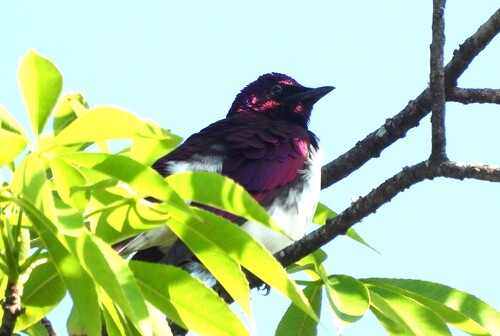 iNaturalist image