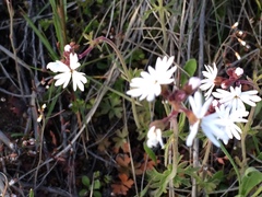 Lithophragma parviflorum