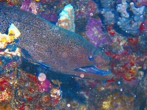 Gymnothorax javanicus observed 2026-10-20