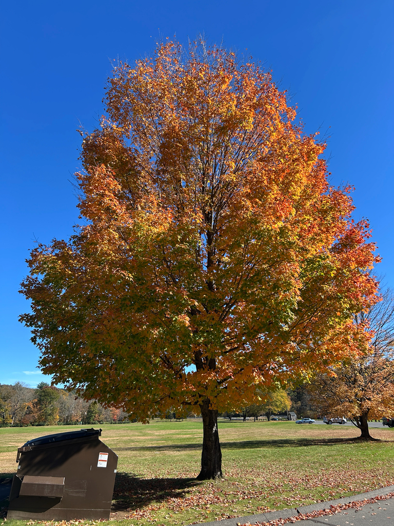 A photograph from Oct 19, 2026 near Litchfield town area, where the observer’s point is approximate.