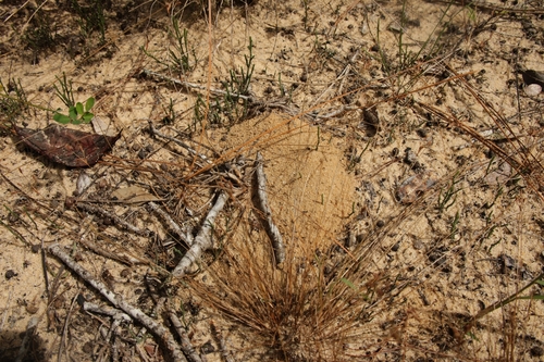 High Noon Ant