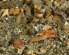 Alpheus ochrostriatus